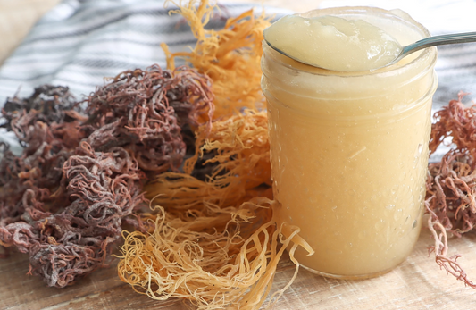 Sea Moss Benefits PDF